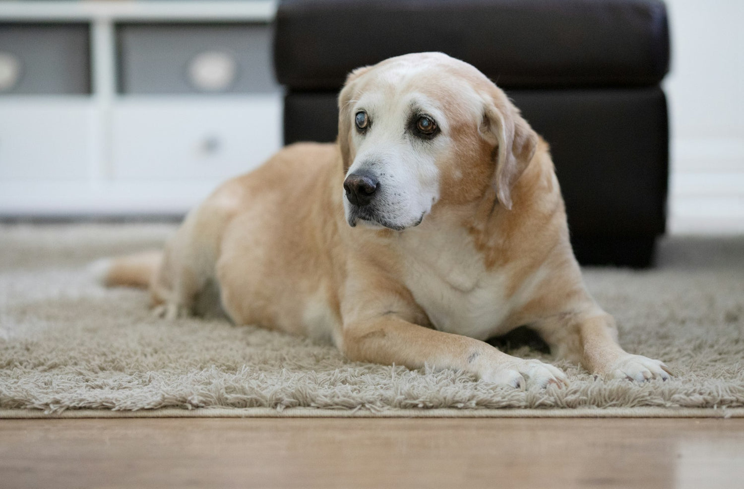 Senior dog resting in cozy living room
